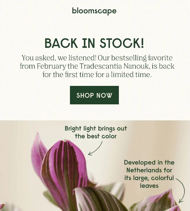 Bloomscapes-bestselling-Favorite-For-A-Limited-